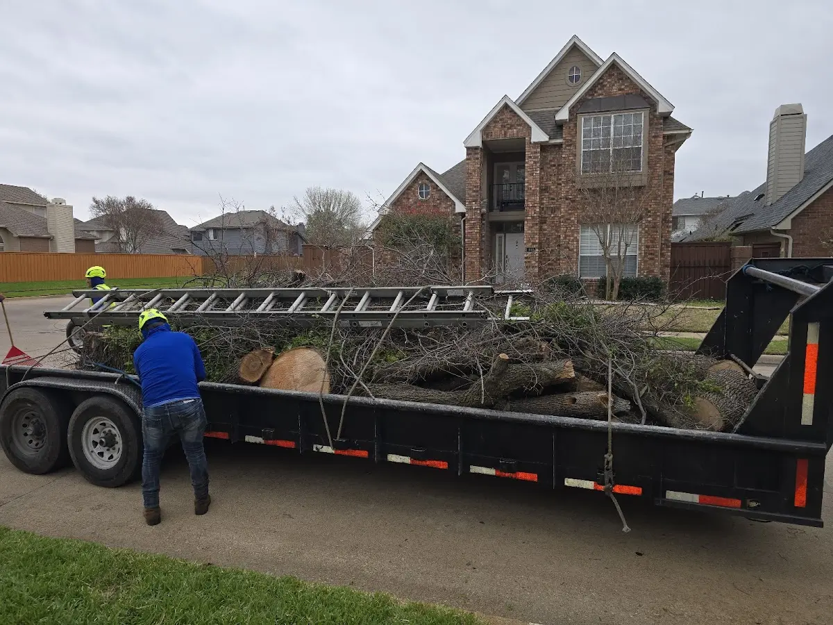 Expert Tree Removal with proper safety equipment in Ravensdale